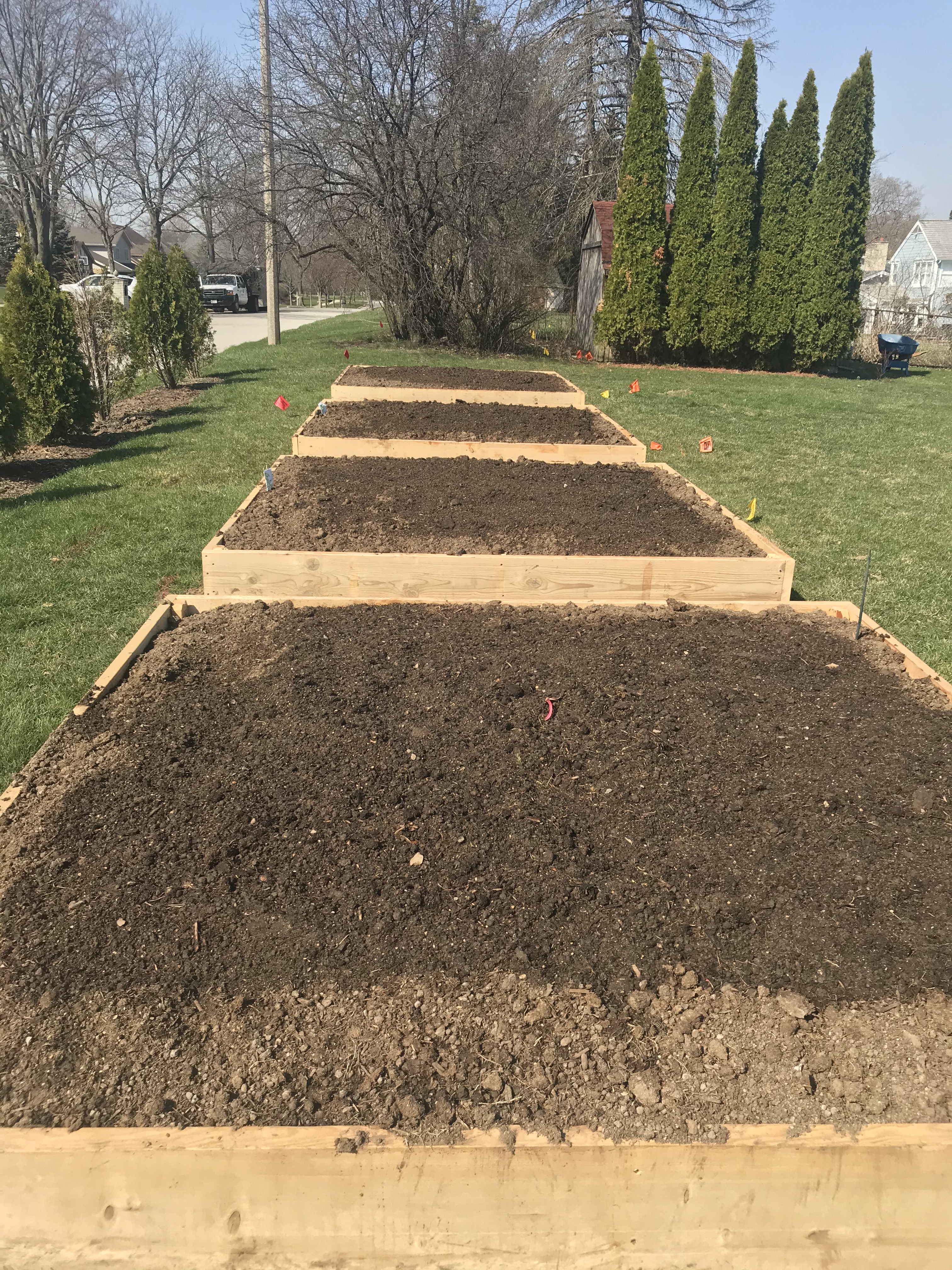 Four new raised garden beds planted with peas
