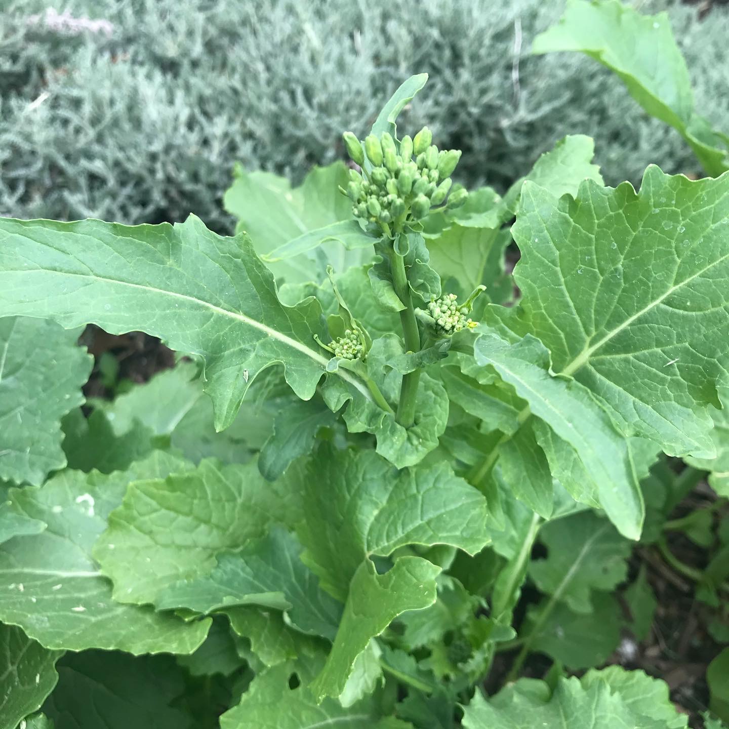 Broccoli rabe close up, ready to harvest before the yellow flowers develop and the plant goes to seed.