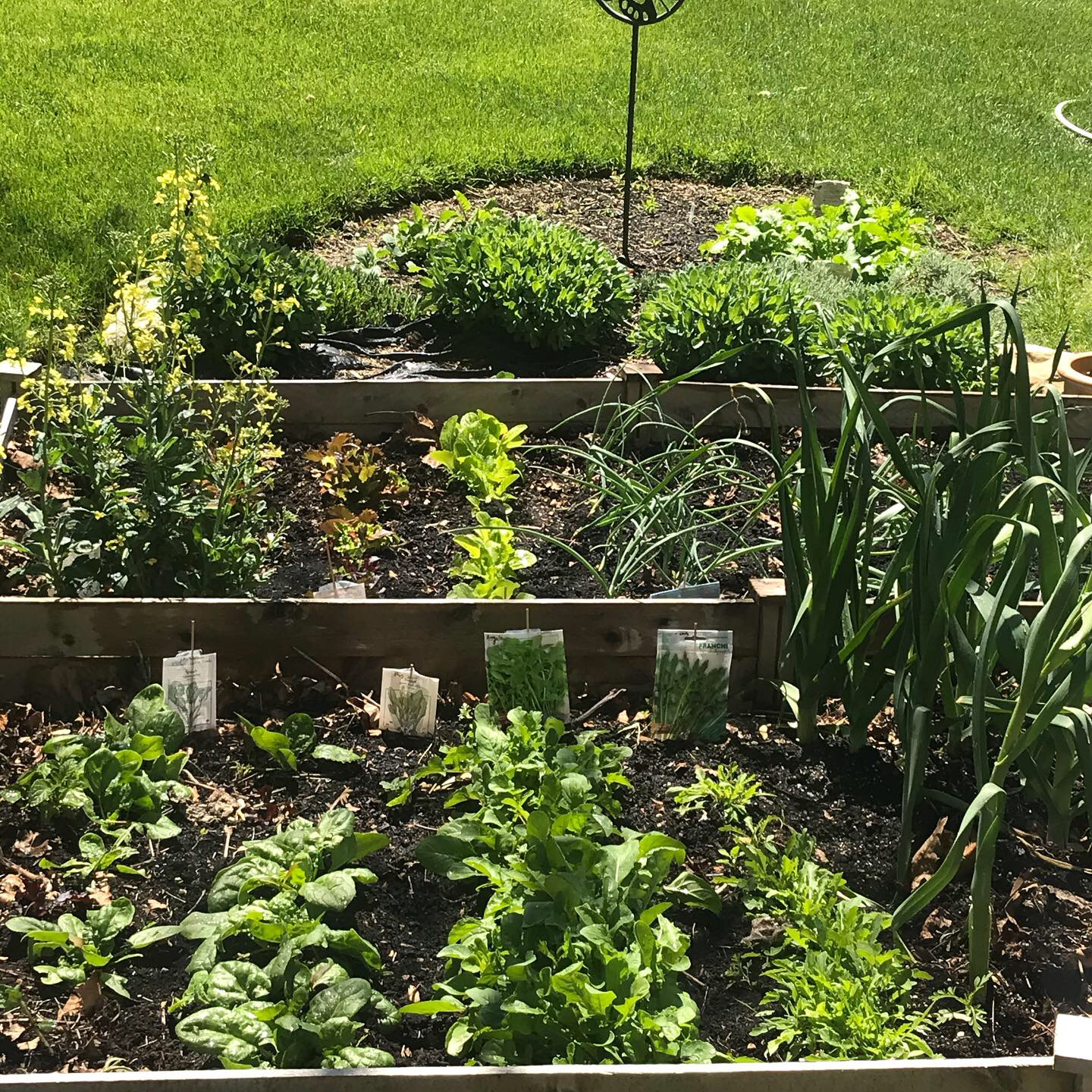 Raised garden bed with rows of spinach, arugula, leeks in the foreground and lettuces and onion sets in the back. Broccoli rabe growing in the ground behind the beds.