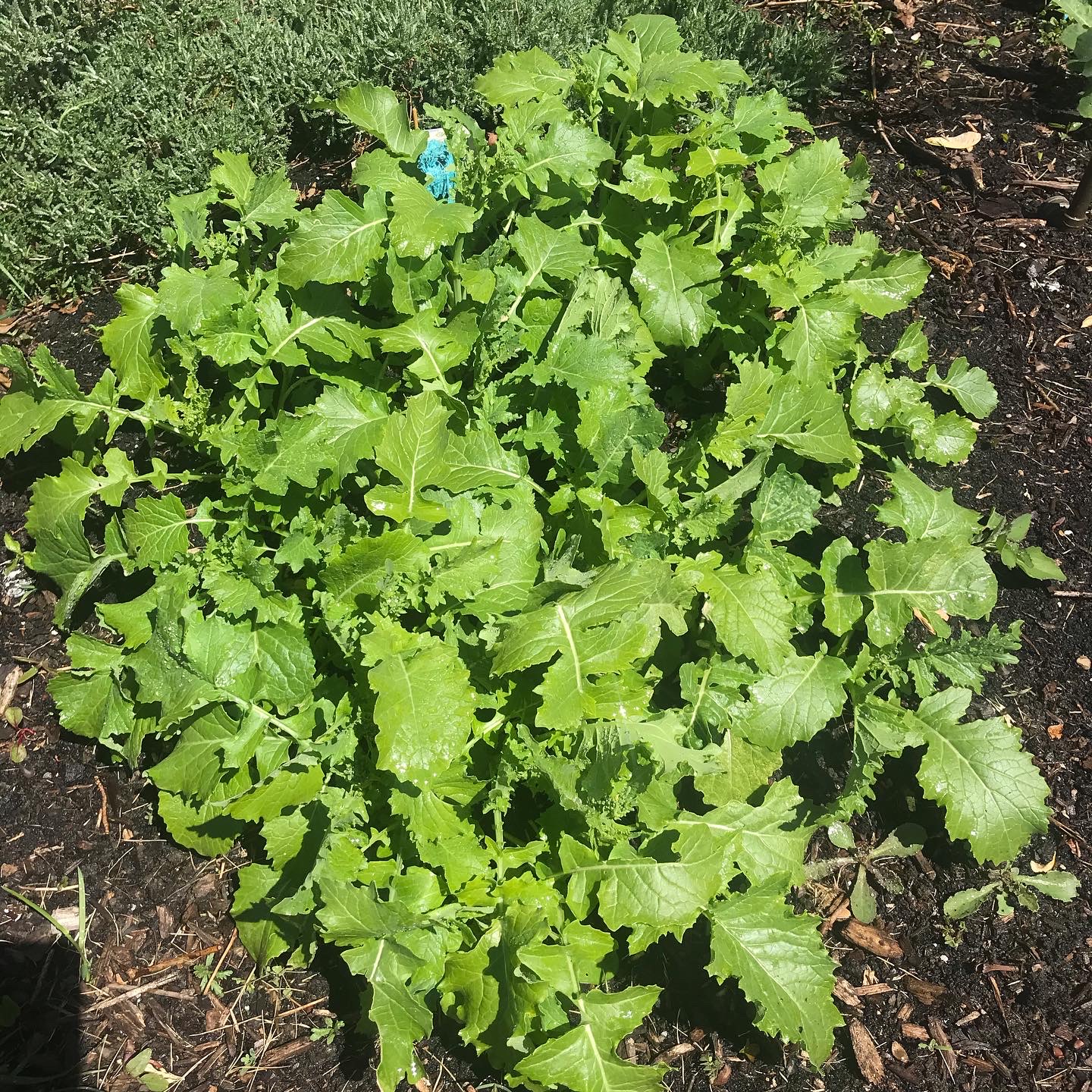 Broccoli rabe growing in the semicircular plot behind the raised garden beds, ready to start harvesting. Large, saw-tooth type leaves are growing in a cluster.
