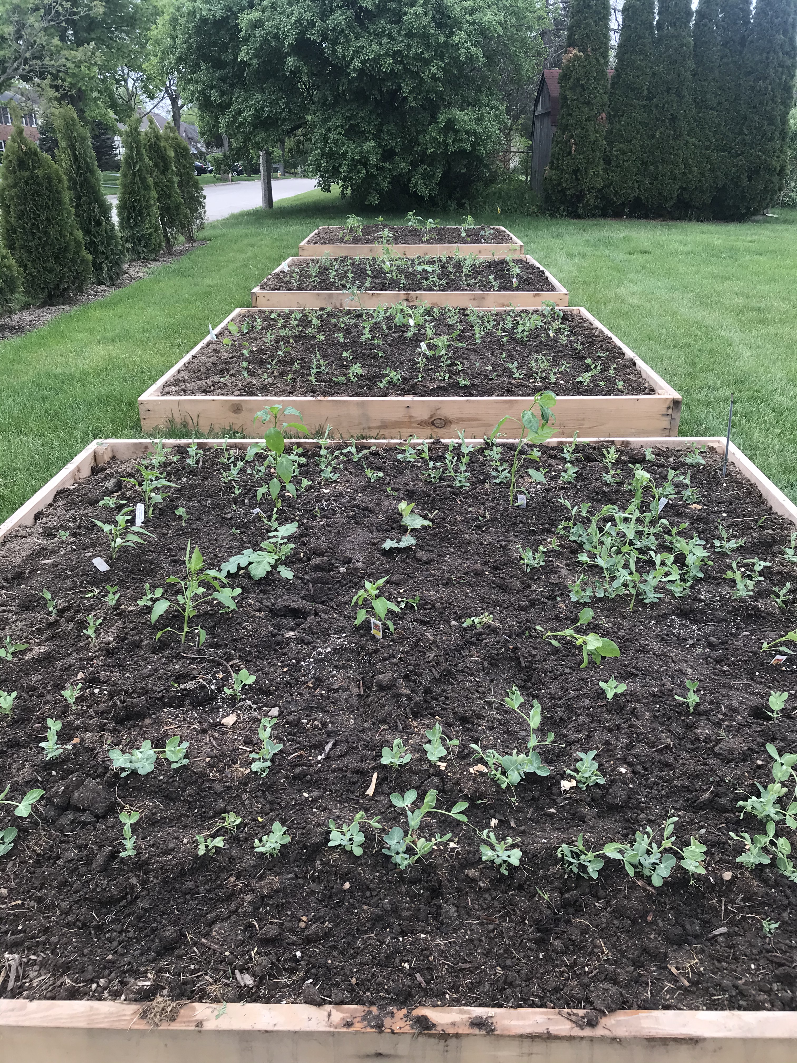 Four raised garden beds with tomatoes, eggplants and peppers from background to foreground. Peas growing in the beds in the foreground.