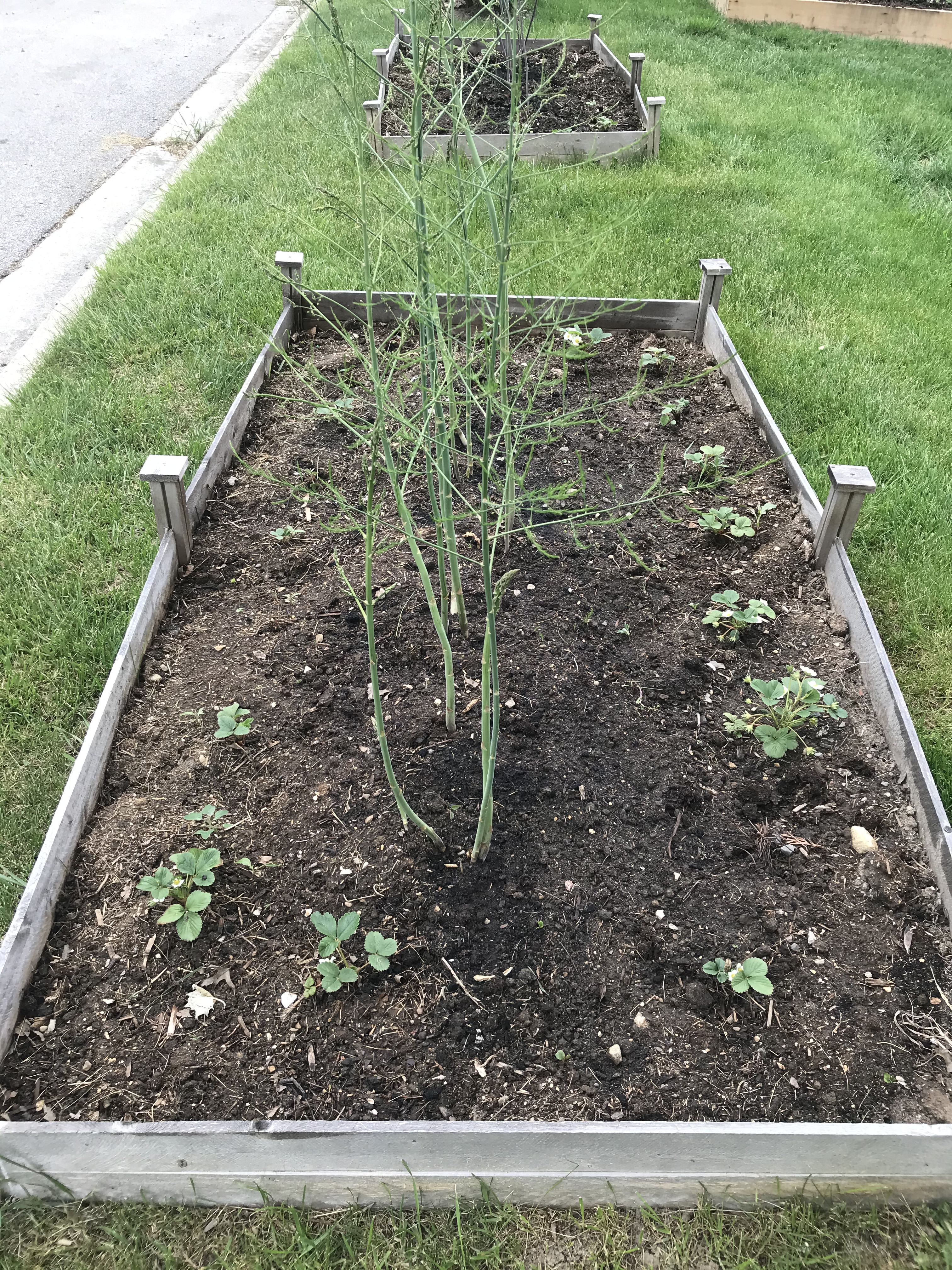 Second year asparagus with first year strawberries in the perimeter