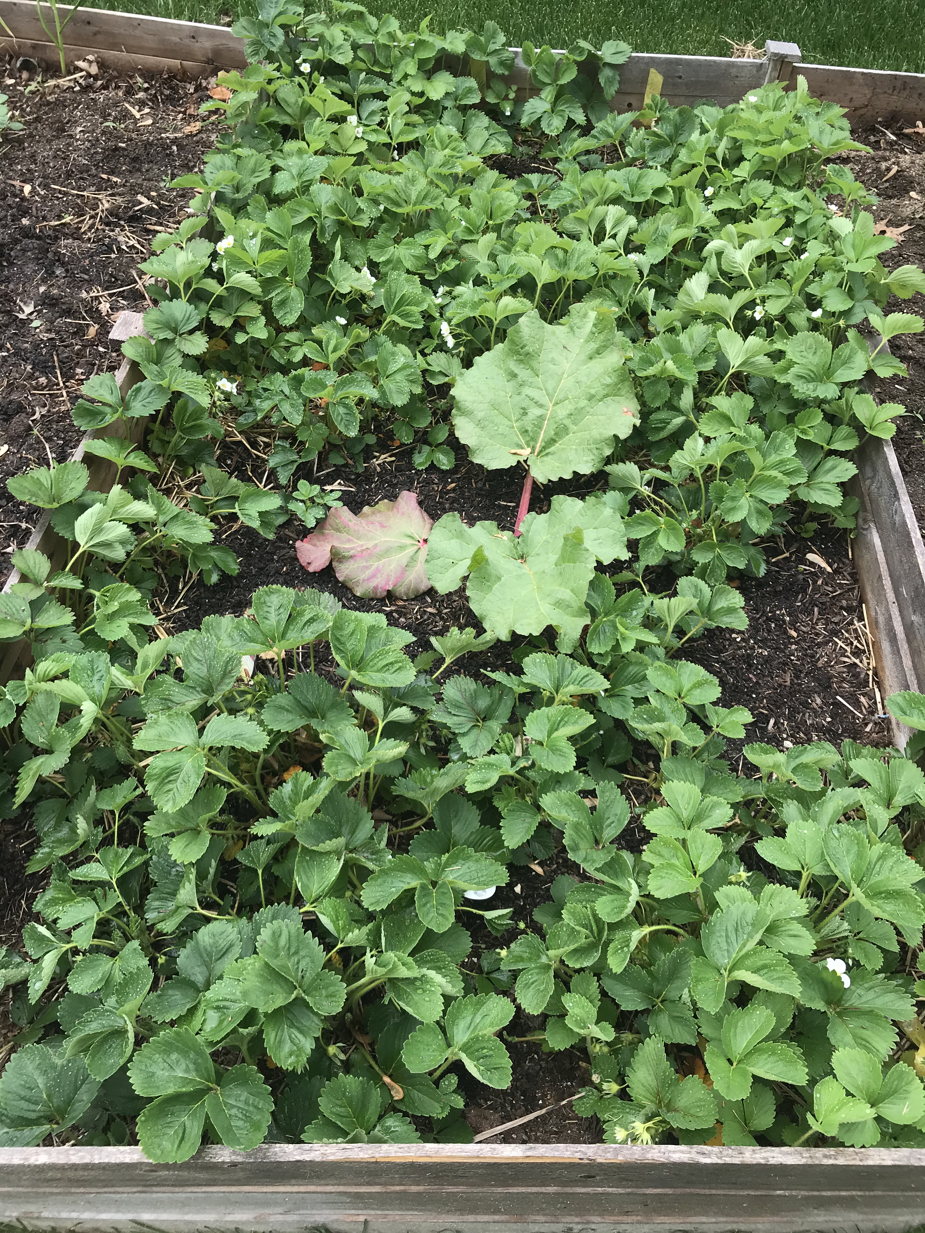 Strawberry bed from 2020 with rhubarb growing in the center. The strawberry plants have taken over the bed.