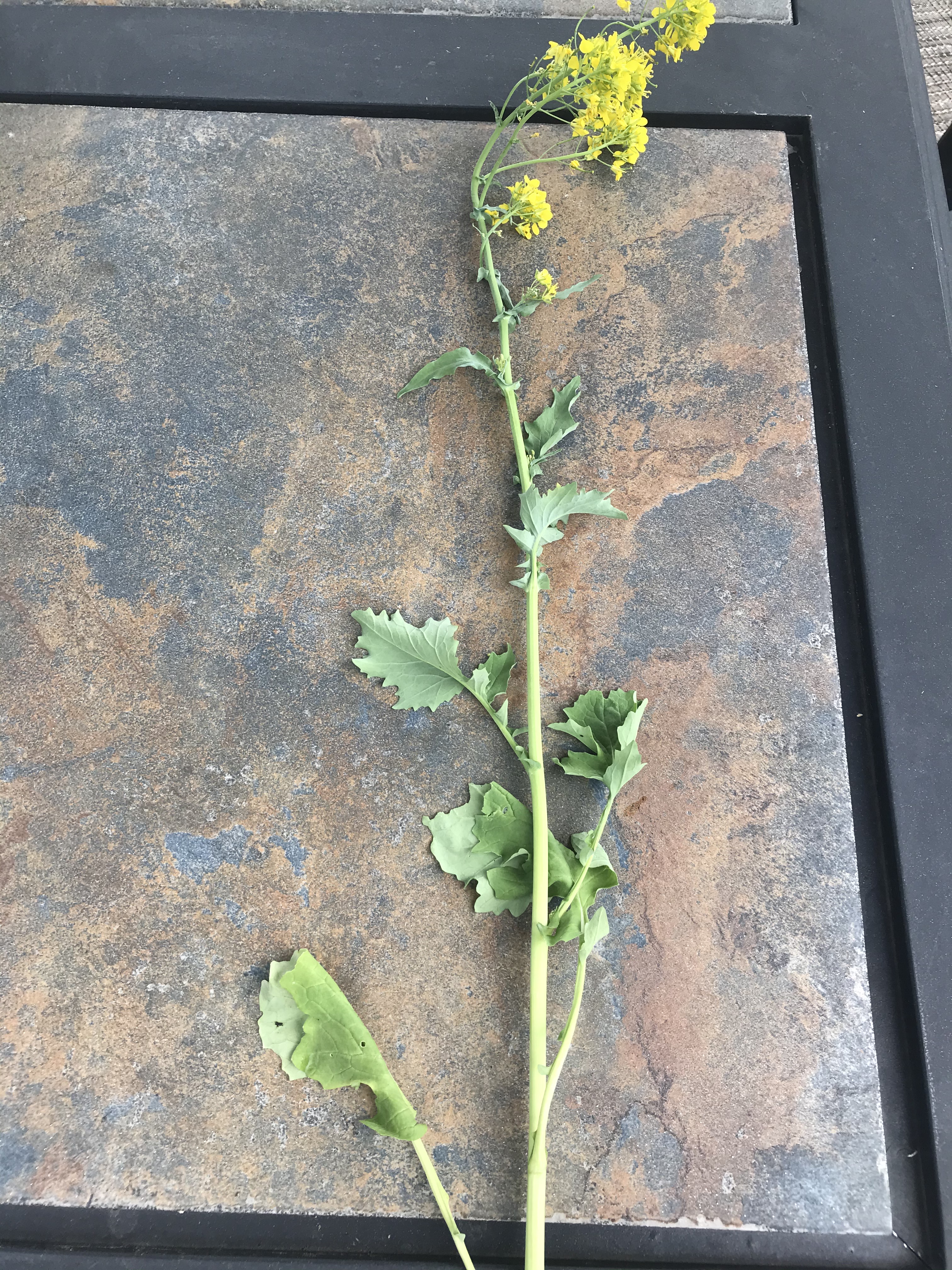 Broccoli rabe gone to seed; the stalk has elongated and the leaves are shriveled and small. Small bright yellow flowers sit atop the stalk.