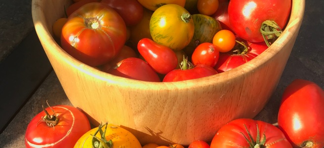 Large bowl of just-picked tomatoes of various sizes and colors in the shade.