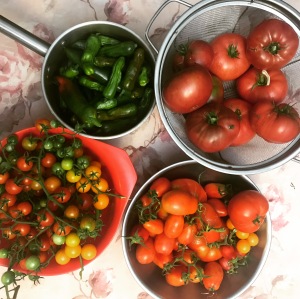 Four bowls that contain various types of tomatoes and peppers